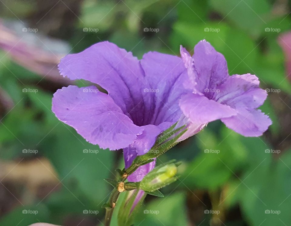 Flower, No Person, Leaf, Flora, Nature