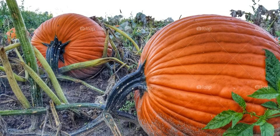 pumpkins await
