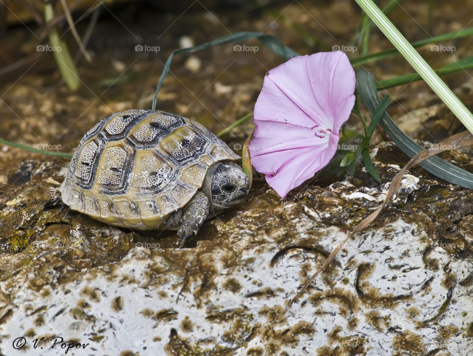 Baby turtle