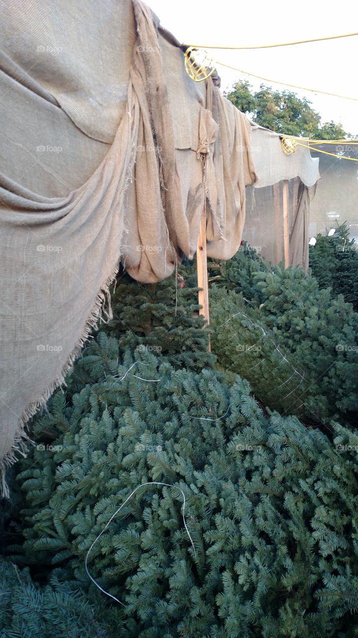 tree day. christmas tree lot