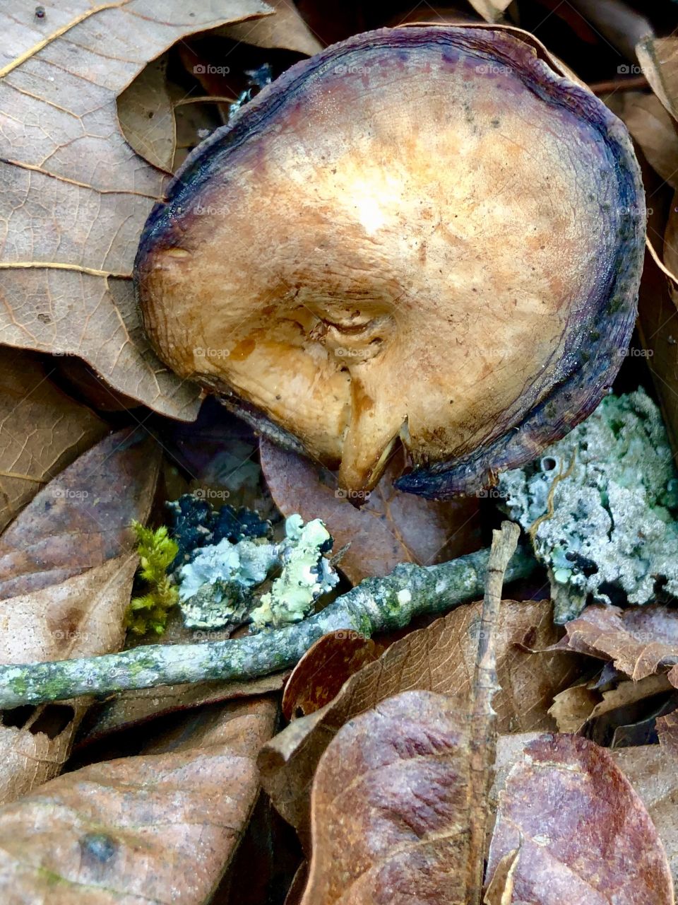 Pale mushroom with blue edges in leaves 