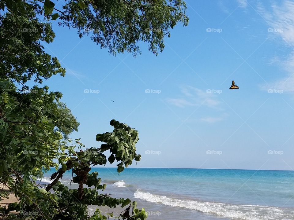 Butterfly on Beach