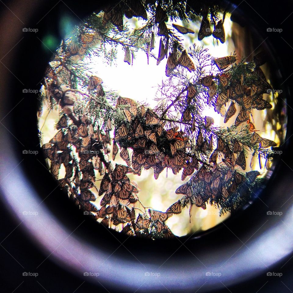 Through the telescope 