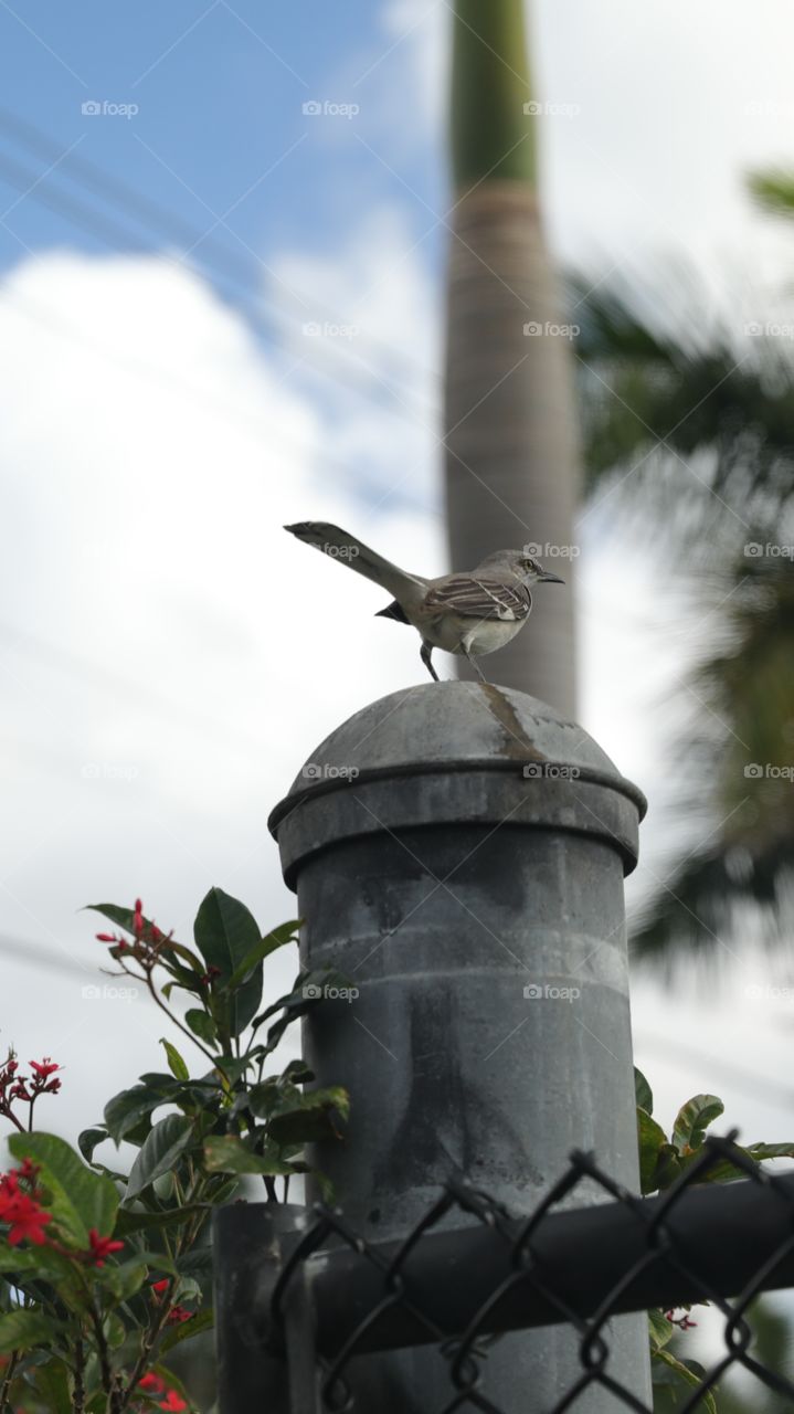 Bird On A Post