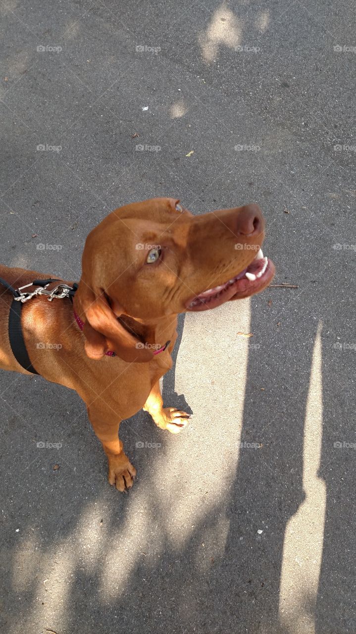 Lucy the Vizsla puppy