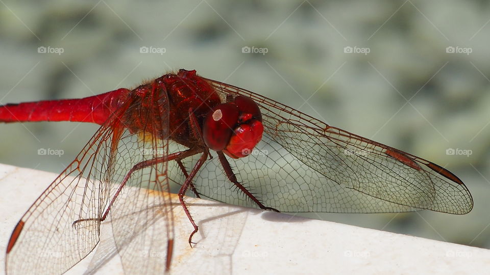 red dragonfly