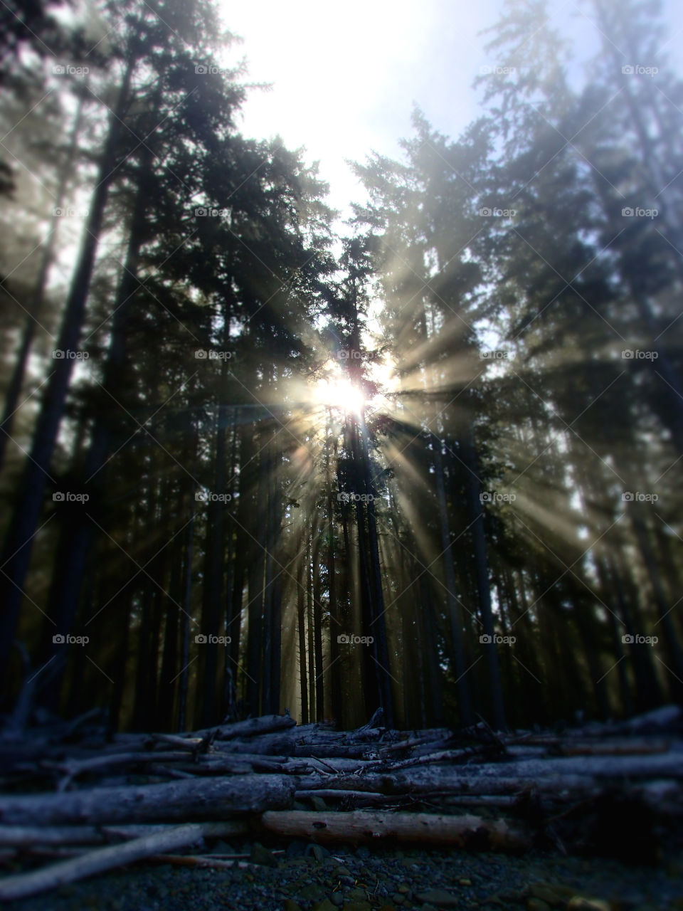 Sunbeams shining through foggy forest 