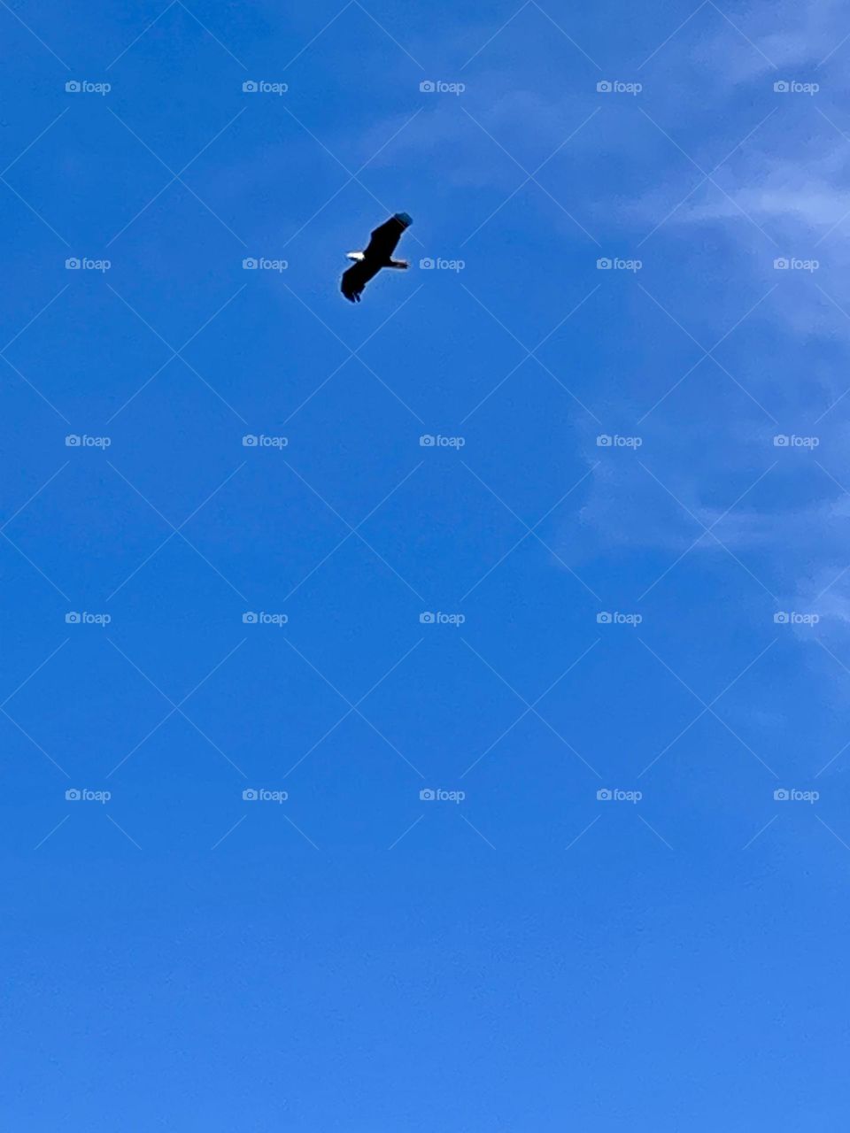 An American bald eagle soars gracefully through a clear, almost cloudless deep blue sky, its wings fully extended as it glides effortlessly above, embodying strength and freedom in the vast, open air.