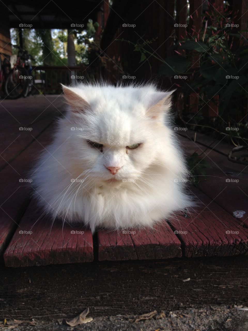 Portrait of a white cat