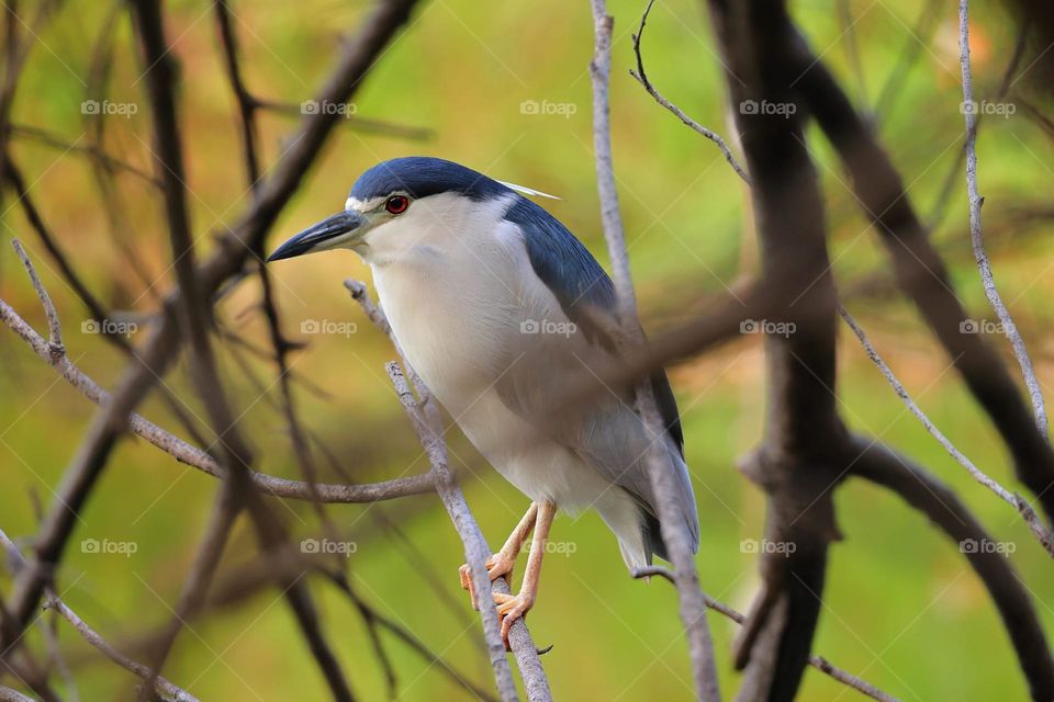 Beautiful and cute bird