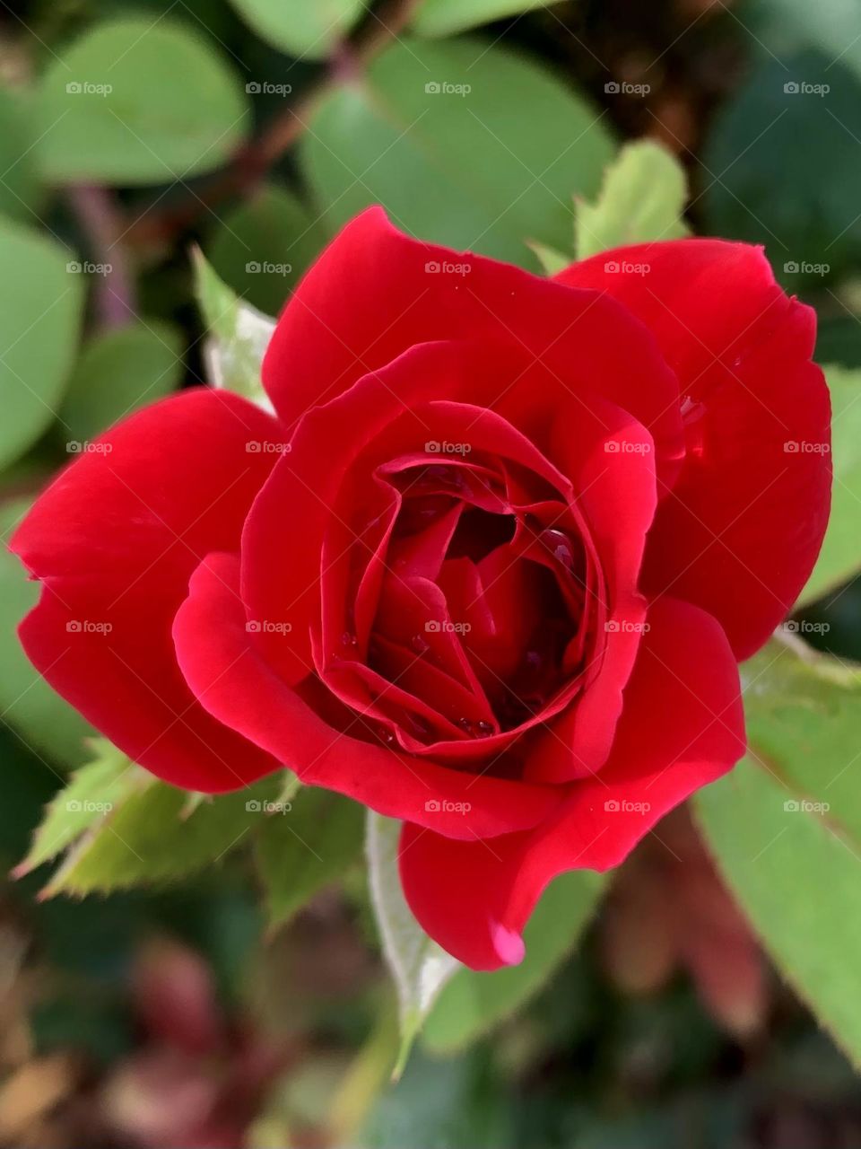 Closeup of a very red and blooming rose from above, surrounded by its green leaves 🌹