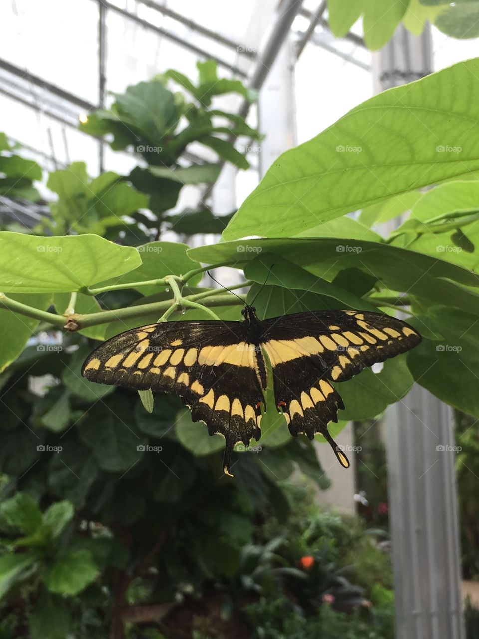 Green and Lush Rainforest. Flying Butterfly, Gorgeousness, Beauty, Hope, Light, Freedom, Kindness, open air, Home, A place to wear your hat, a place to feel like you belong, attachment, yellow and black beauty. 