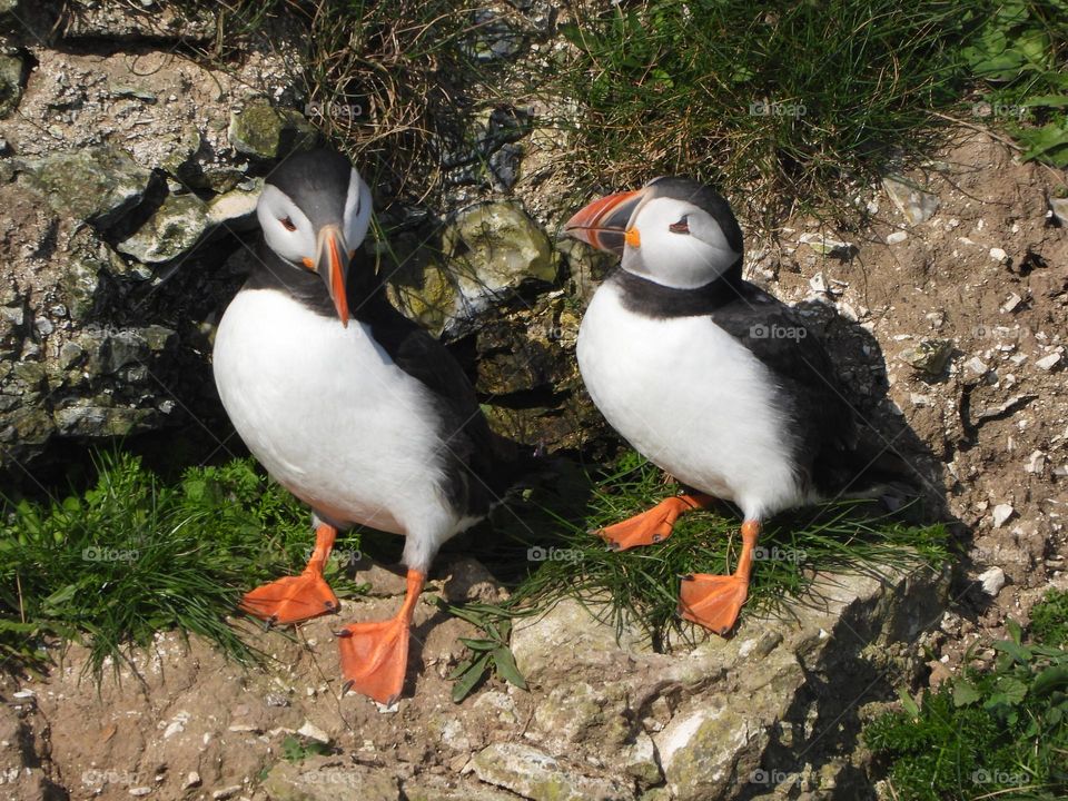 Puffins on a cliff