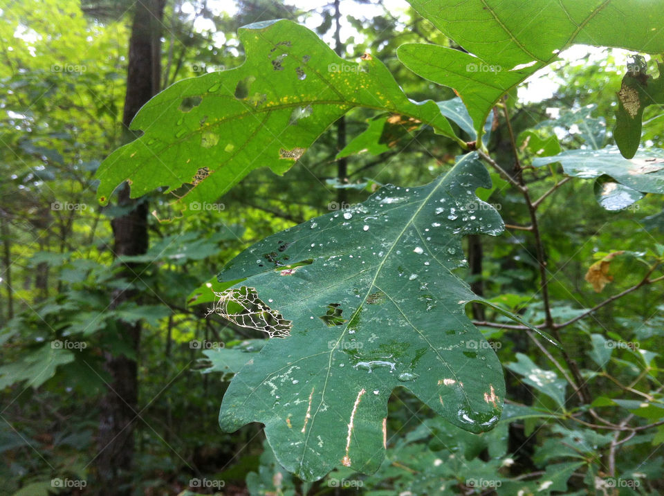 leaves forest park leaf by serenitykennedy