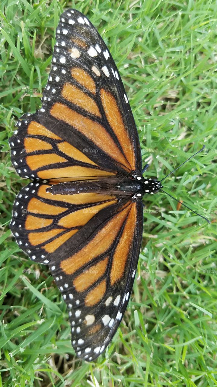 close up of Monarch butterfly