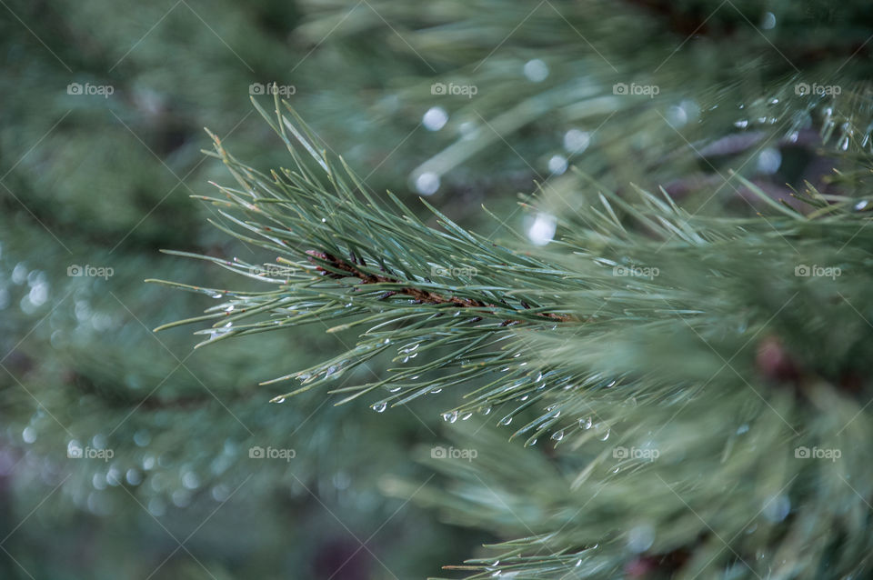 Pine tree branch with waterdrops