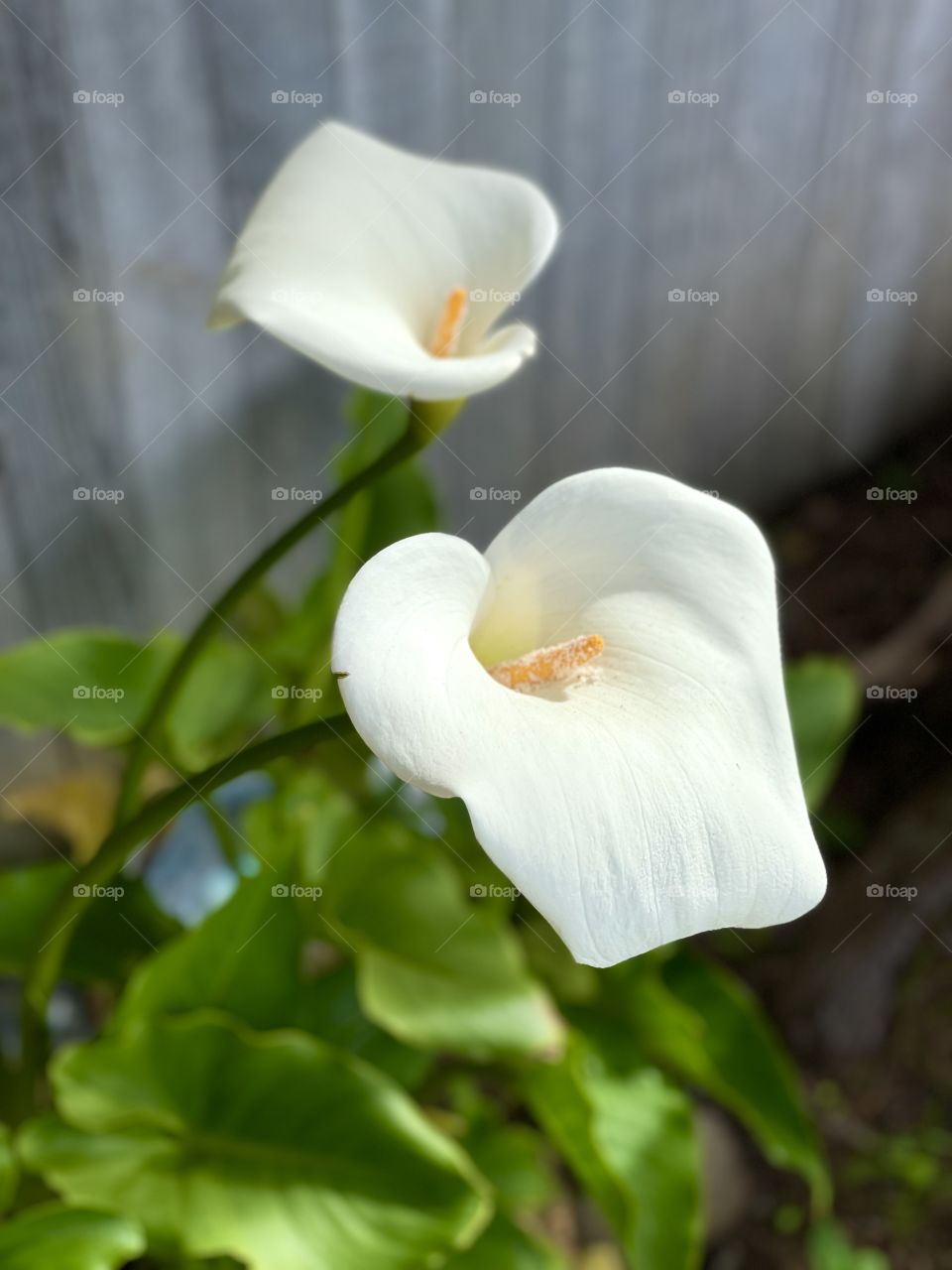 2 lilies