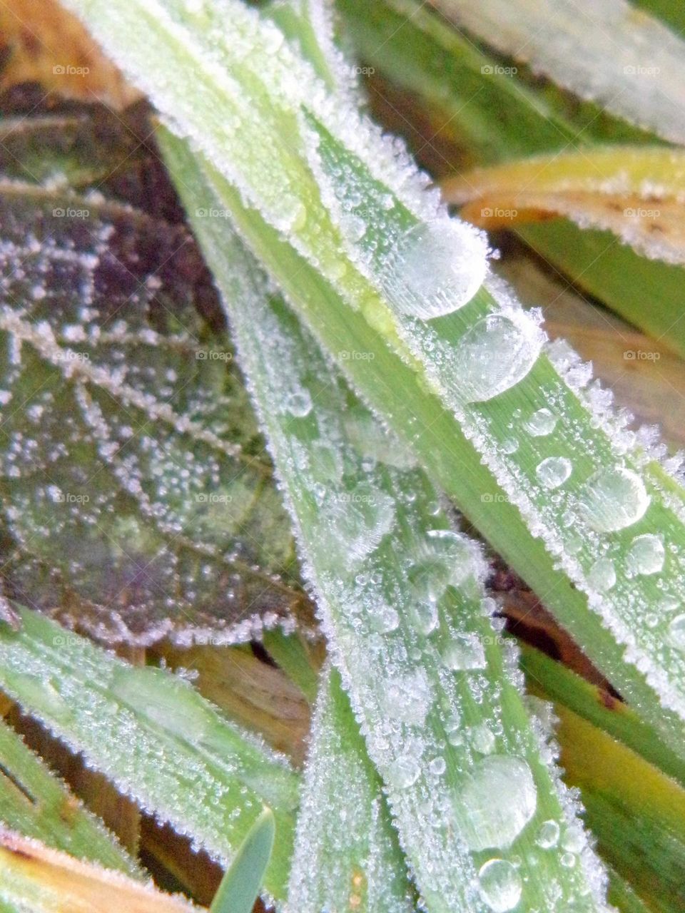 gefrorende Wassertropfen auf Grashalm
