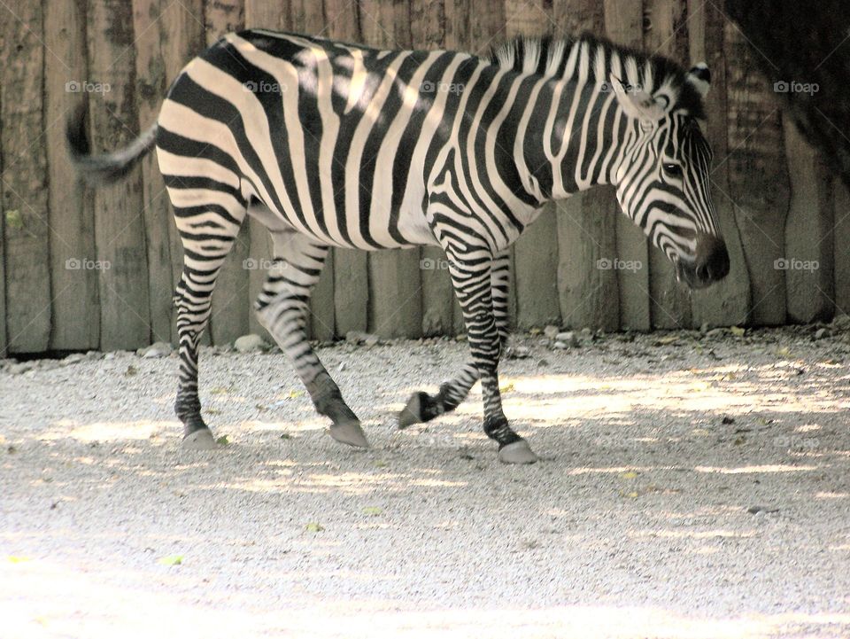 zebra