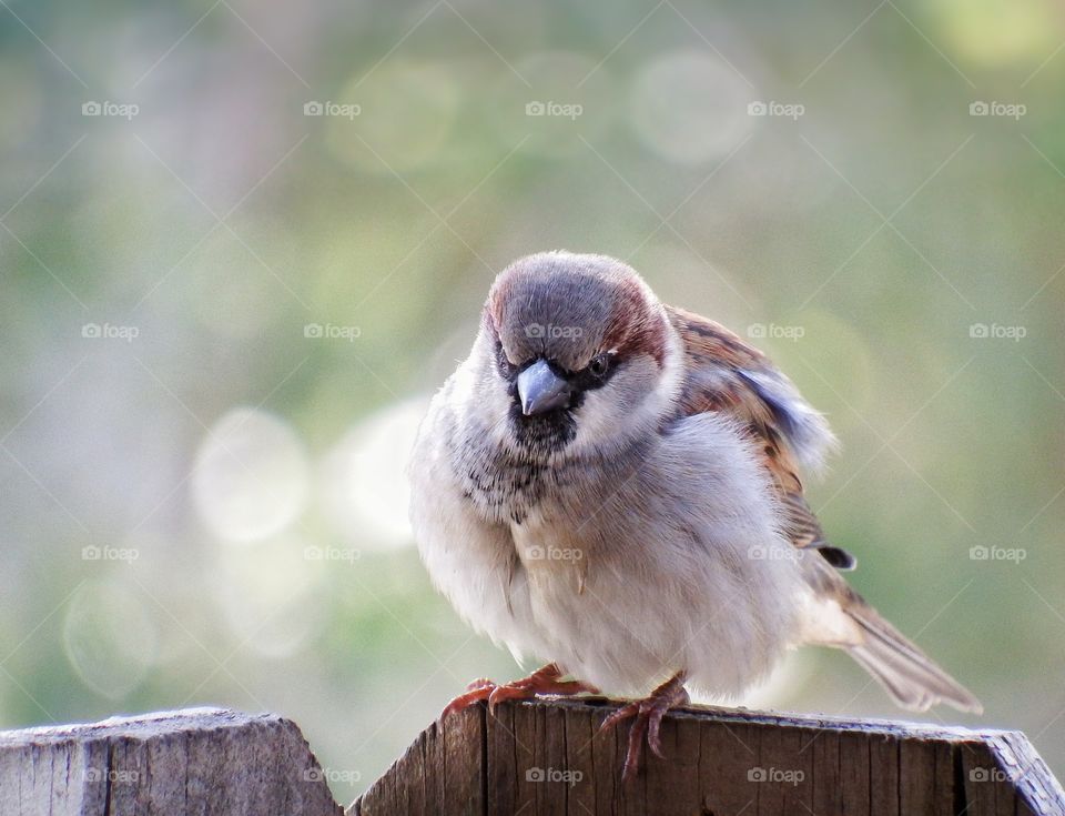Happy sparrow on a fence with a bokeh background