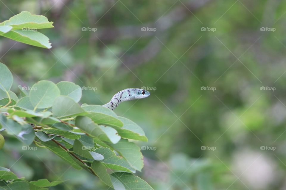 Snake in the Bush