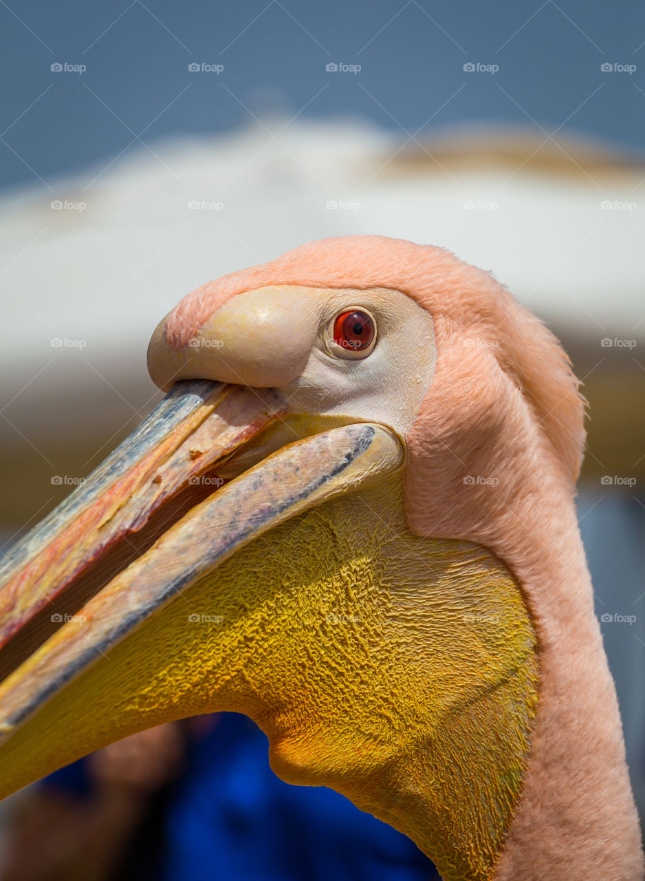 Pelican, pelican, mouth can hold as much as his belly can!