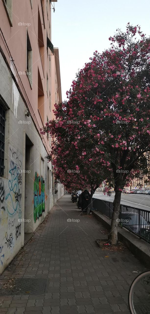 Pink tree pink wall