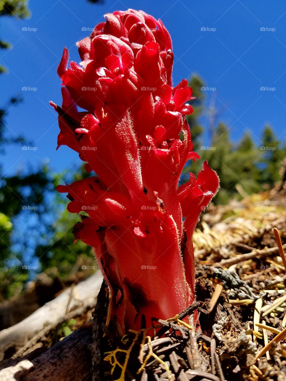 Snow flower