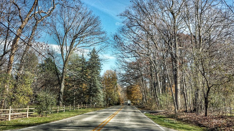 Tree Lined Roadway