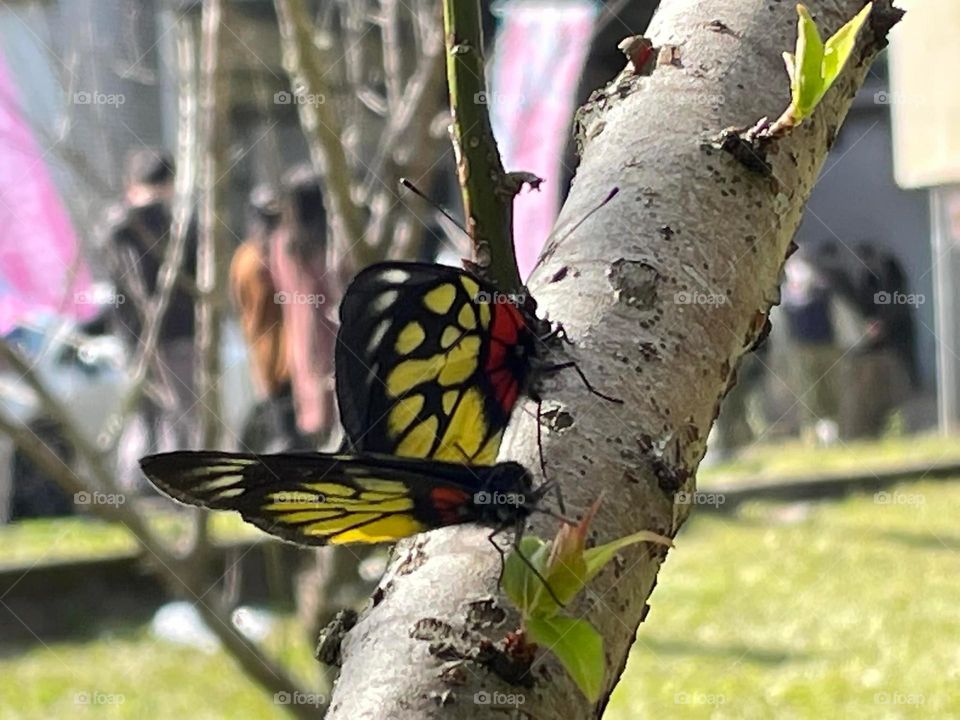 Beautiful and colourful butterfly