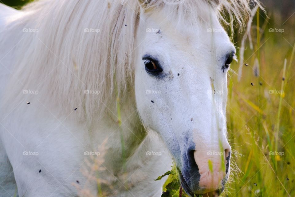 White pony