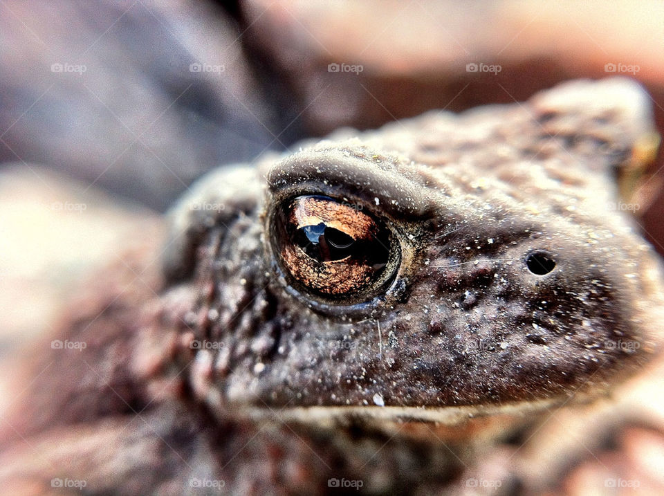 Extreme close-up of toad
