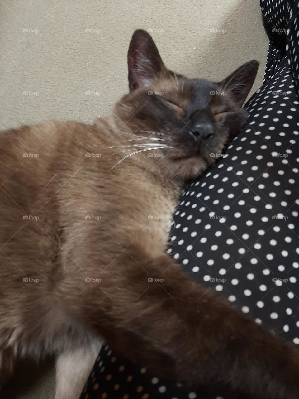 Gato dormido