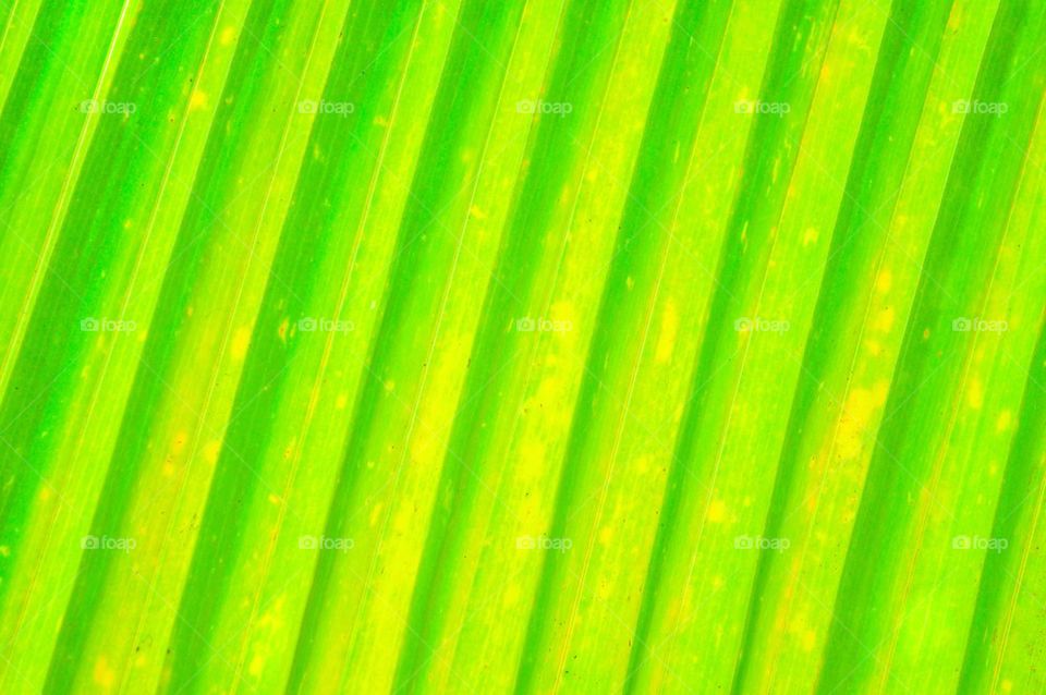 banana leaves