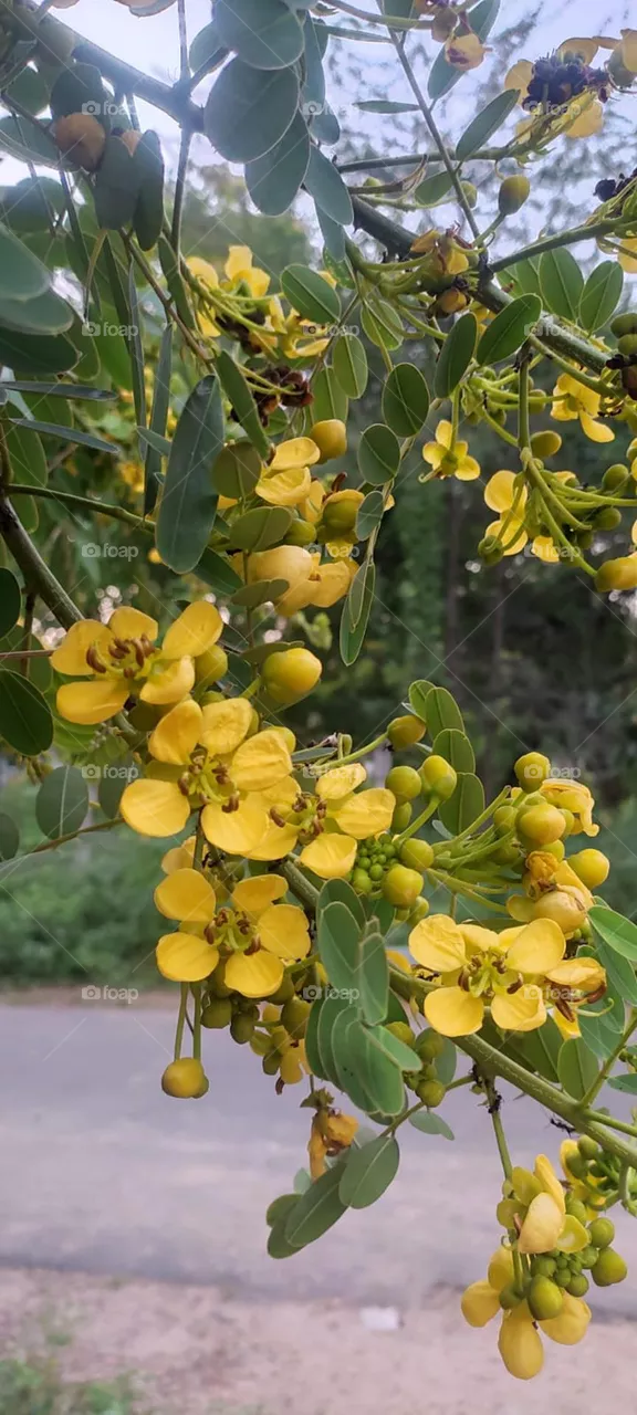Senna siamea