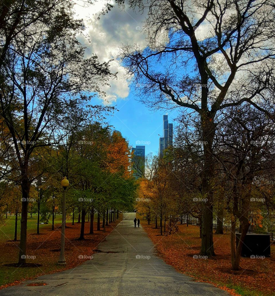 the colors of autumn at downtown chicago