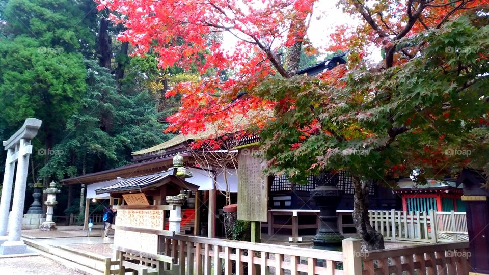 Kashima shrine in Japan