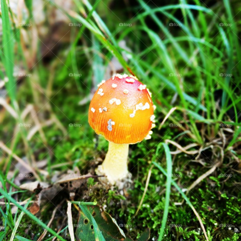 Mushroom in the forest.