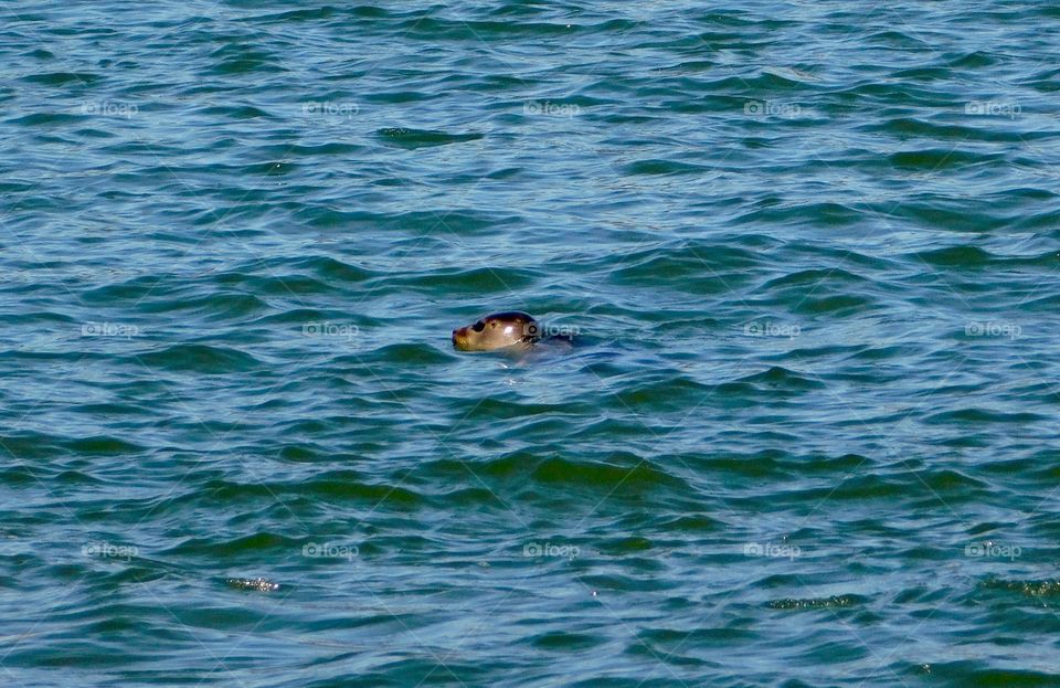 Atlantic Grey Seal in the English Channel