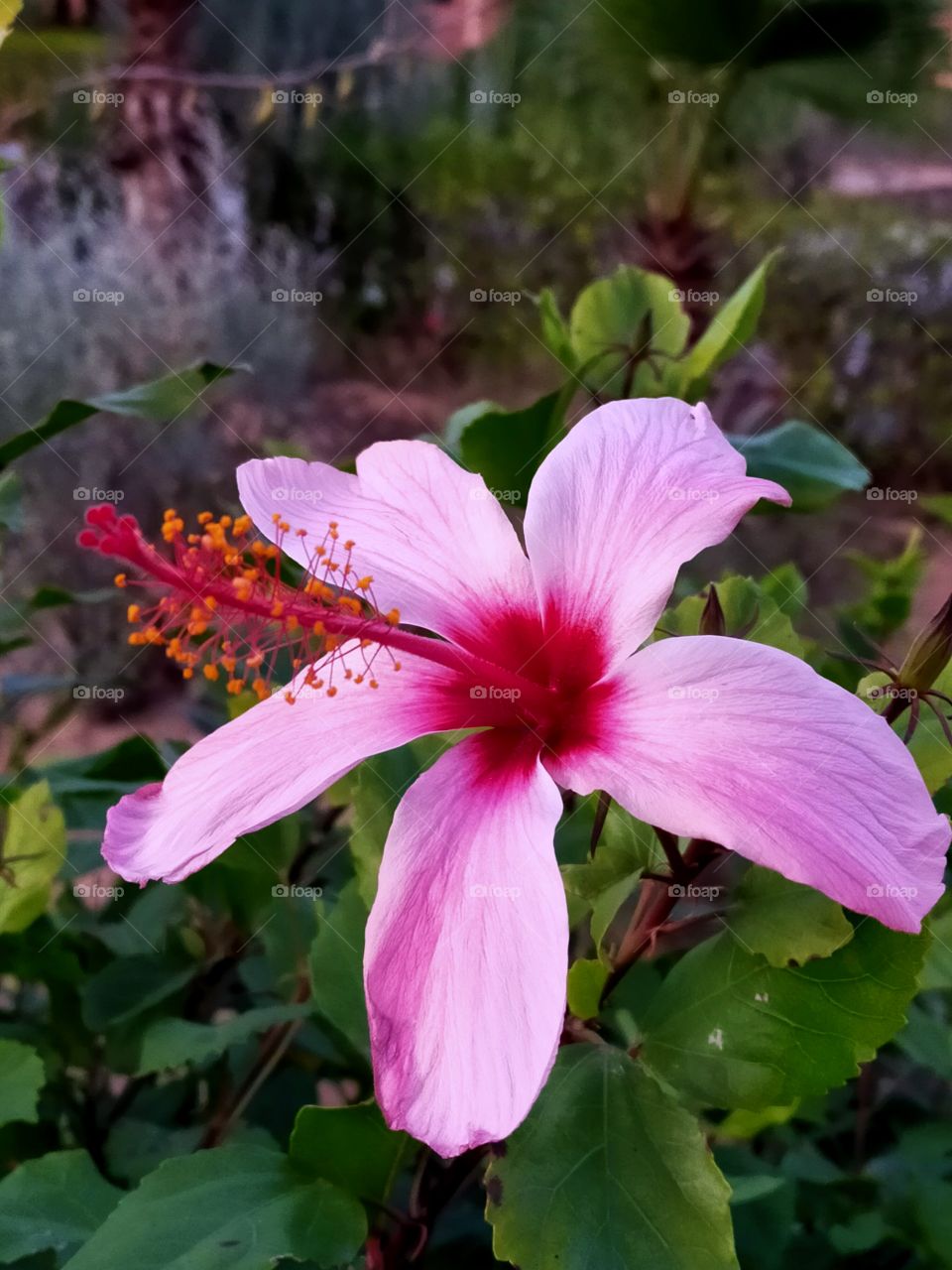 I took this photo of this beautiful flower in the school where I teach...It attracted my attention and decided to take a photo of it...