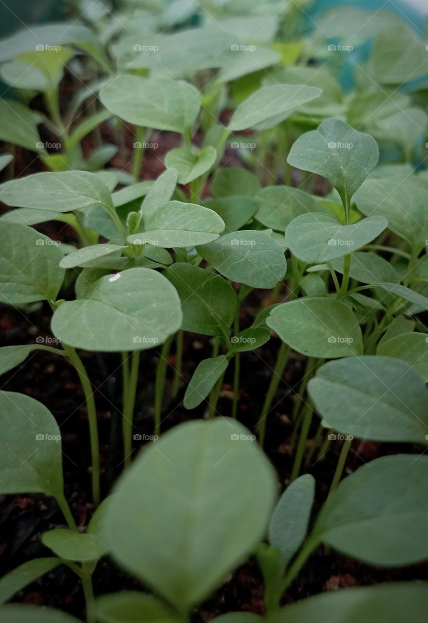 Growing spinach