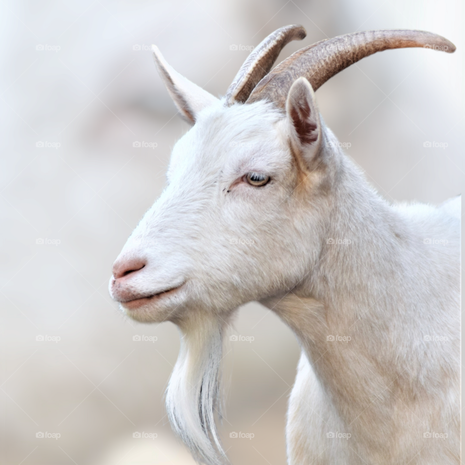 cute white goat with goatie close up portrait