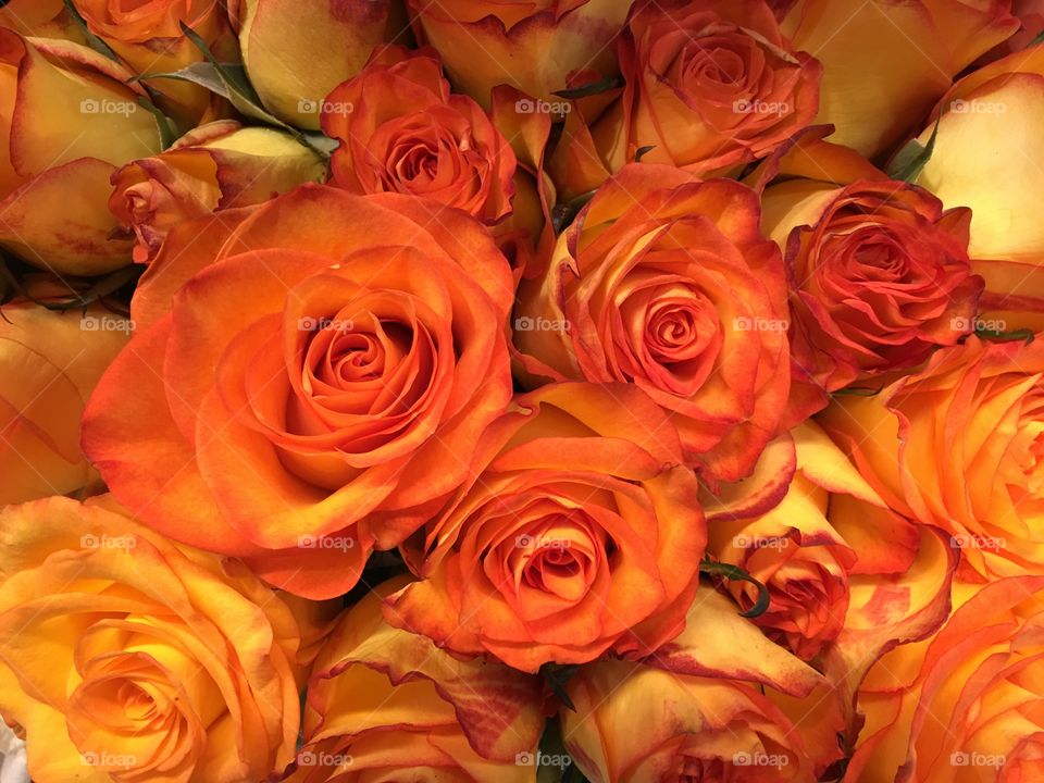 Orange roses
