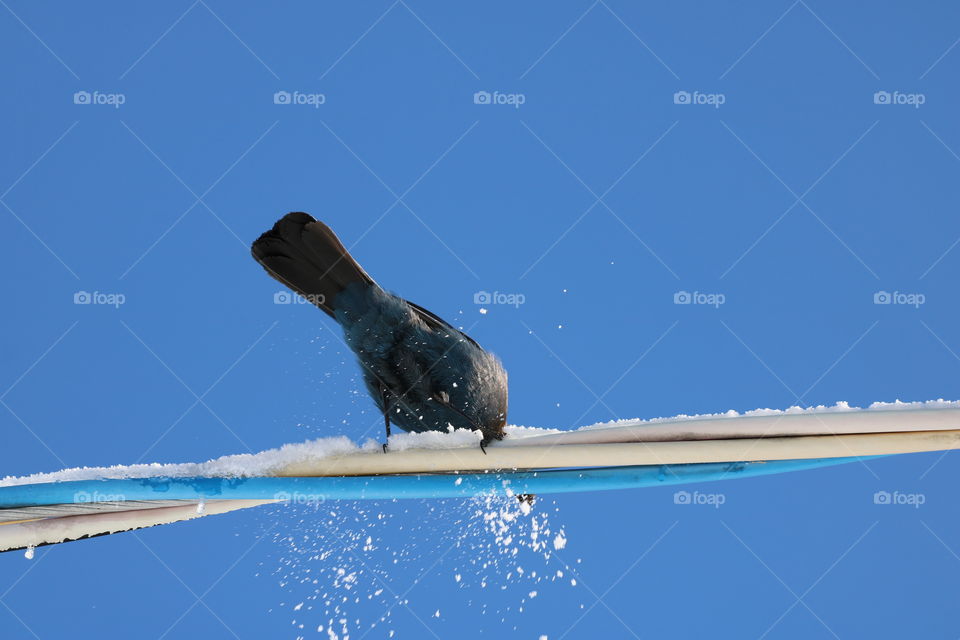 Blue Jay perching on cable wires covered with snow , coloured yellow and blue ,against blue winter sky