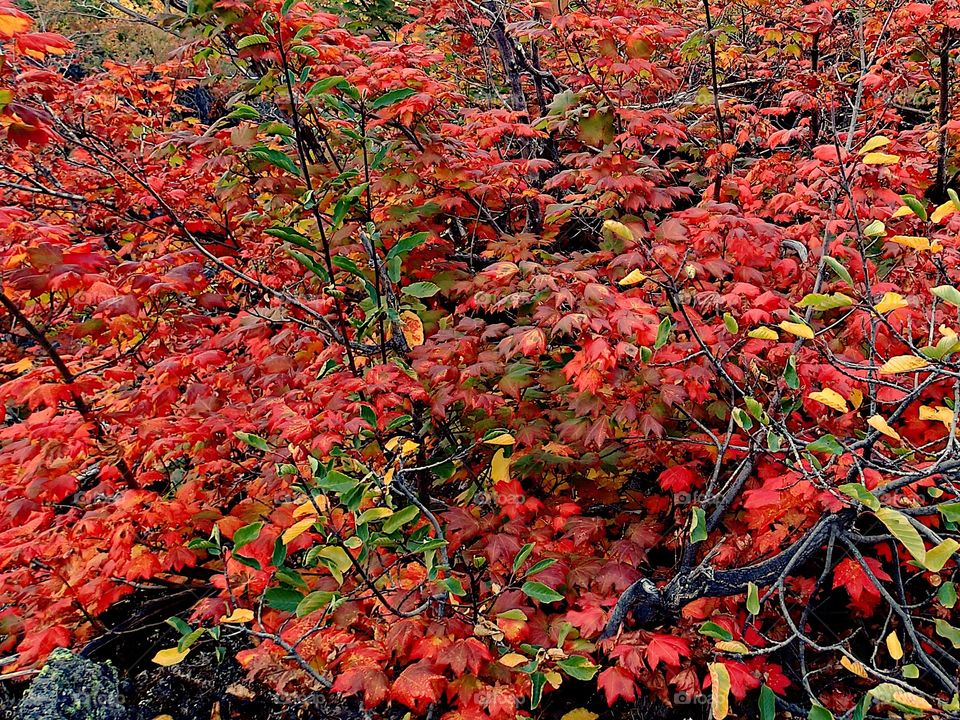 Maple vines with leaves in their fall colors amongst hardened lava rock in Western Oregon. 