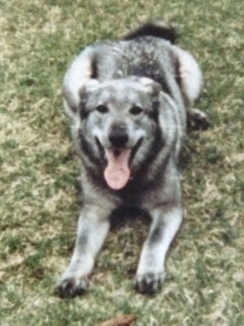 She was a German shepherd Husky mix.