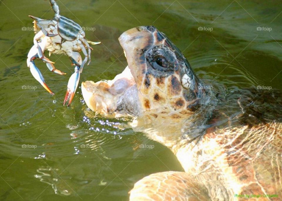 Tortoise eating a crab with mouth open in the water