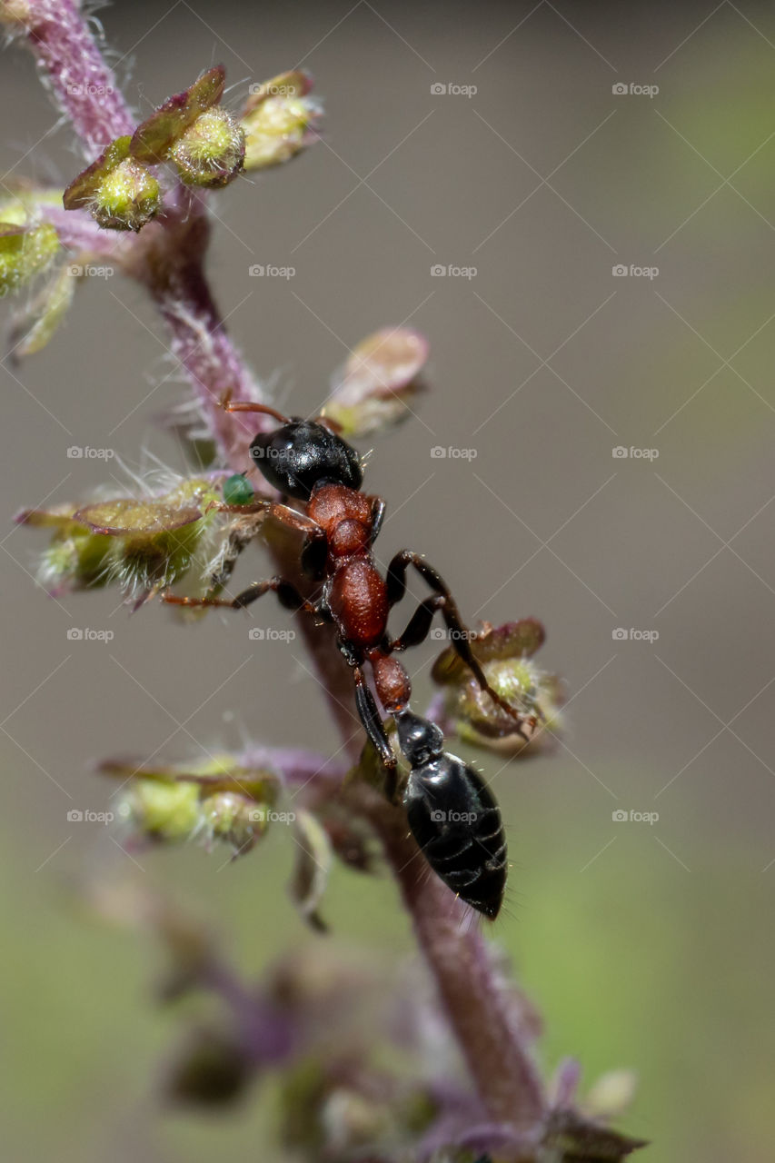 Clear see the body division of red ant