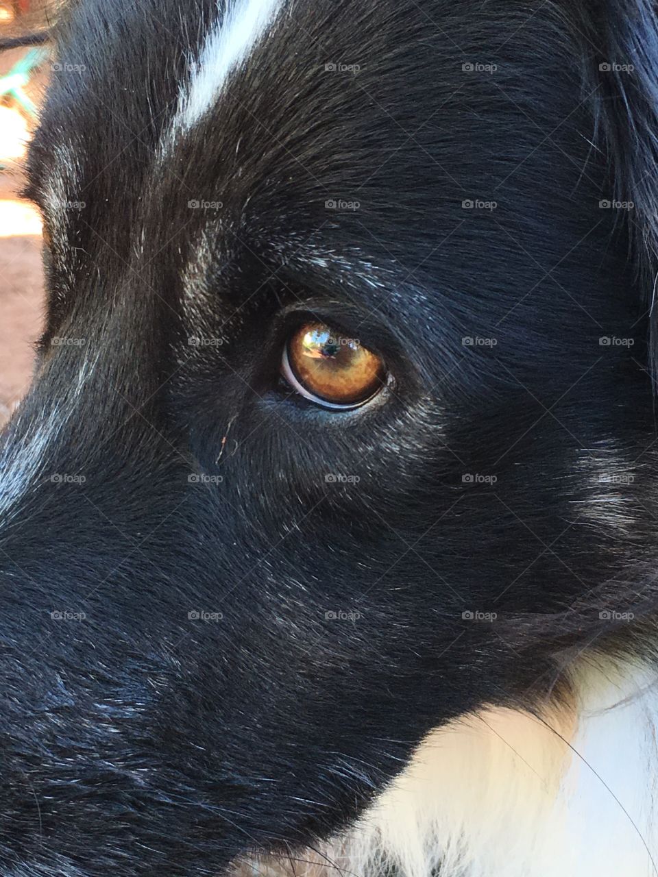 Border collie close up mocha brown eyes