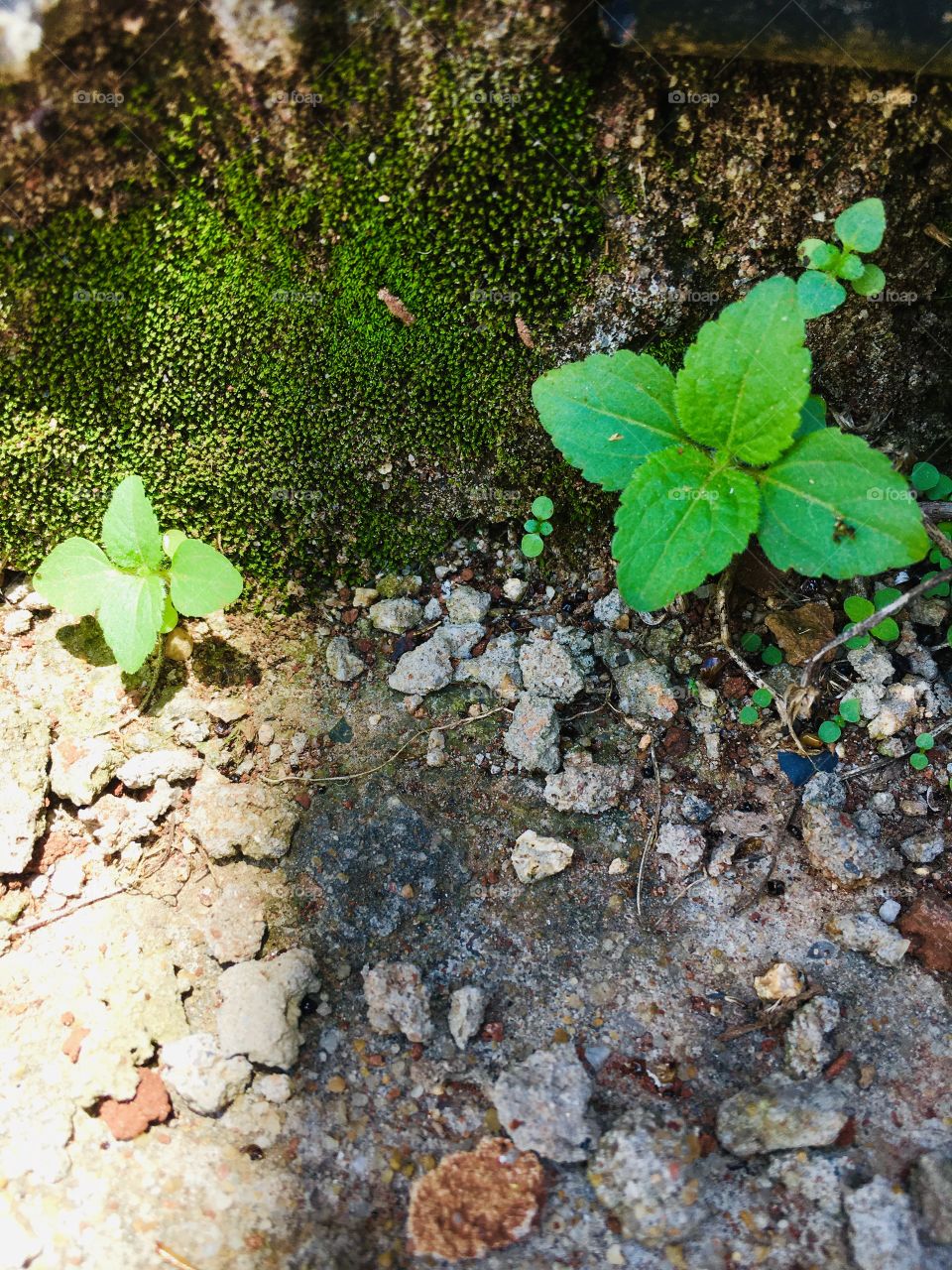 Algae and tiny green plants in stone 